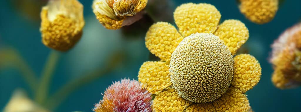 Quelle efficacité de l’huile de nigelle sur l’allergie au pollen ?